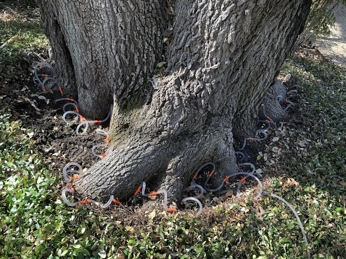 Detailed Shrub and Hedge Trimming job site in Hotevilla