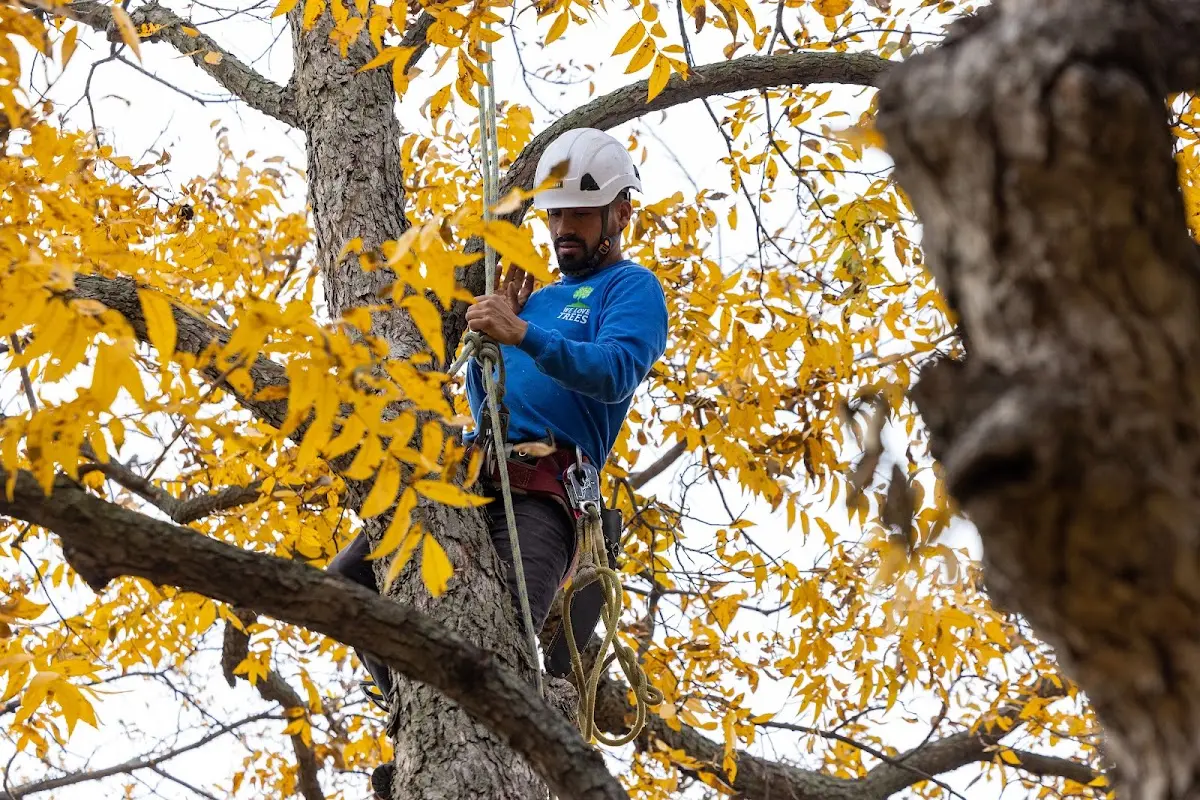 Skilled Tree Pruning crew working in Hotevilla